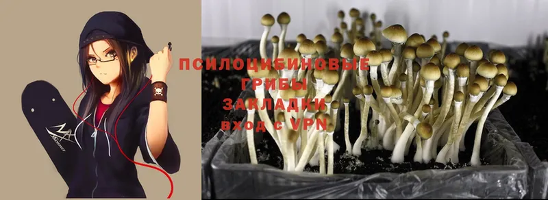 blacksprut вход  Ужур  Псилоцибиновые грибы Psilocybe 